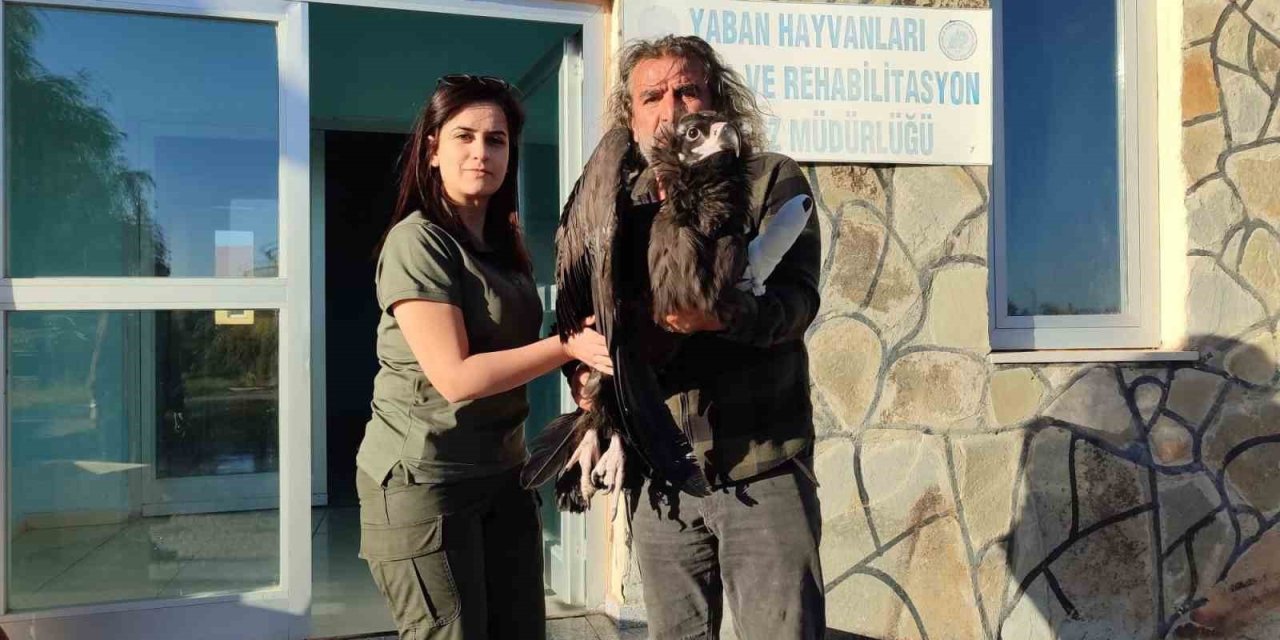 Yaralı kara akbaba yetkililere teslim edildi