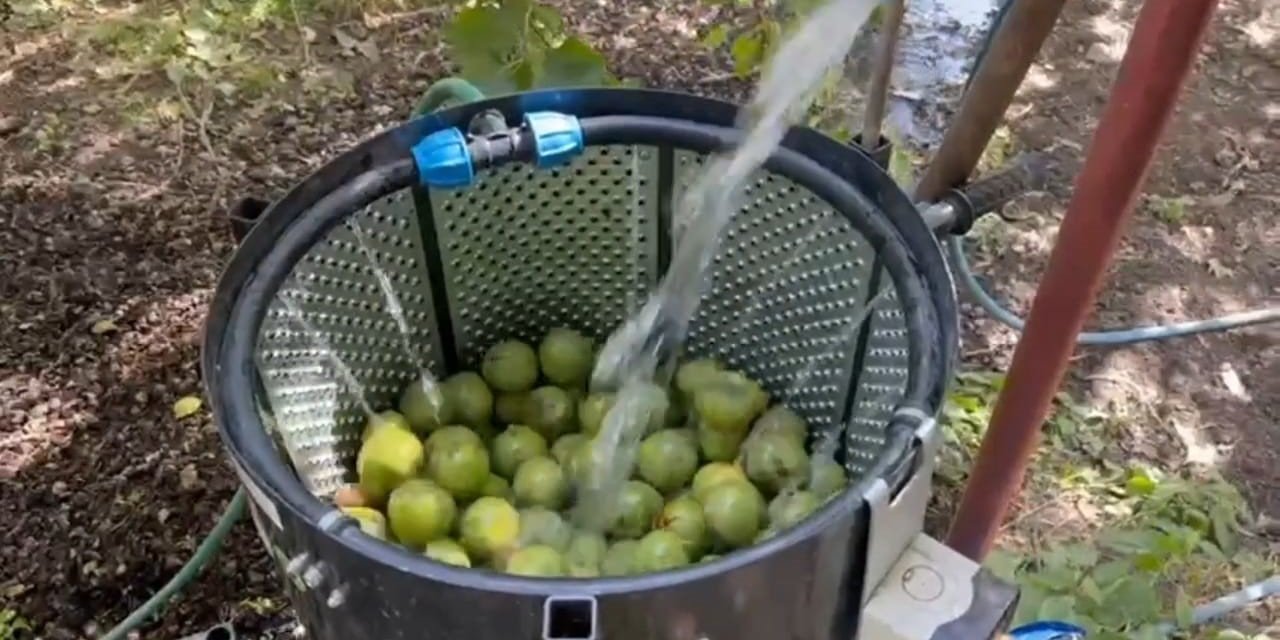Dünyaca ünlü tescilli Adilcevaz cevizi hasadı başladı