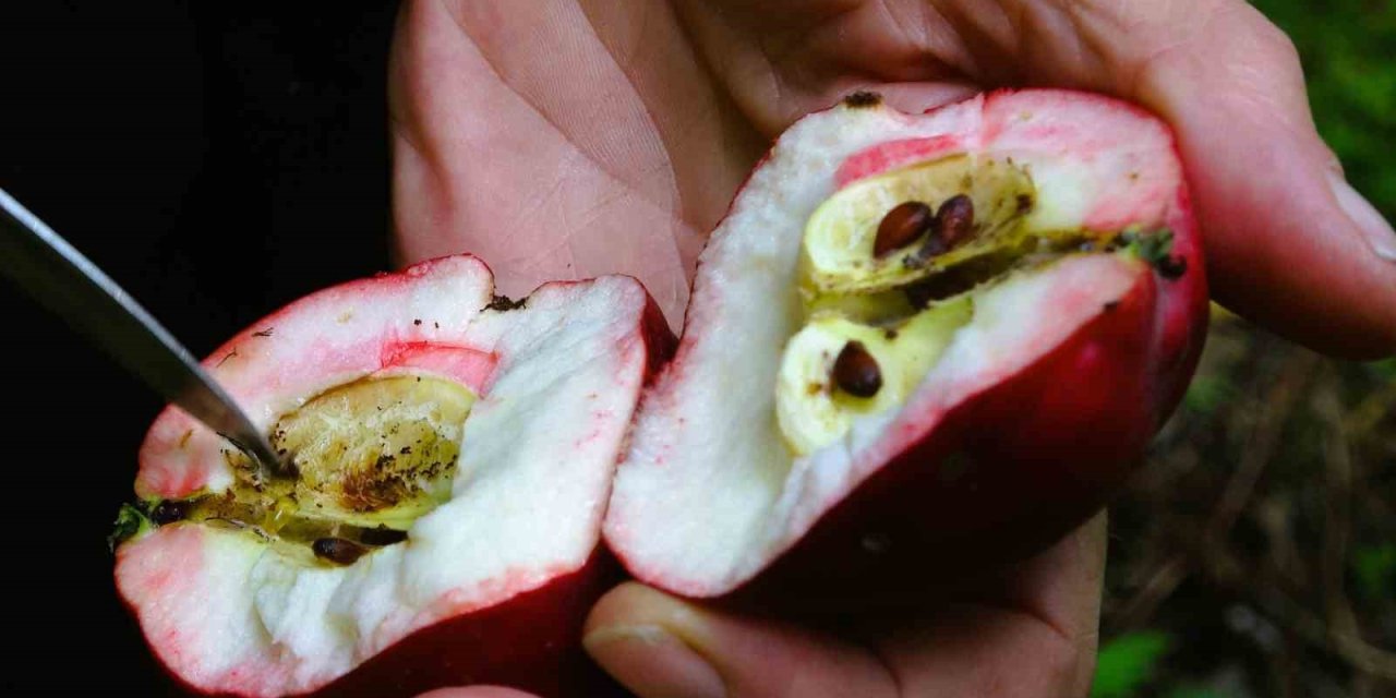 Coğrafi işaretli içi kırmızı elmada hasat zamanı