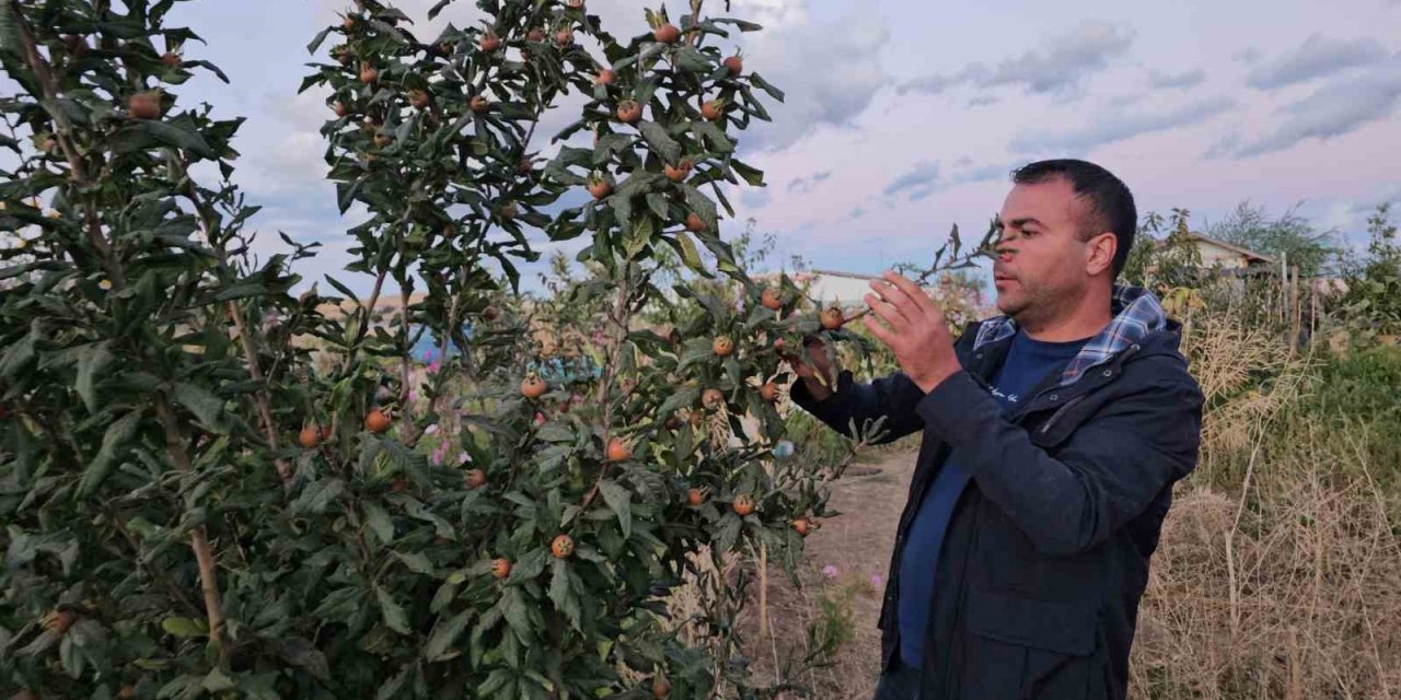 Doğu’nun soğuğunda sıcak iklim meyveleri yetiştirdi