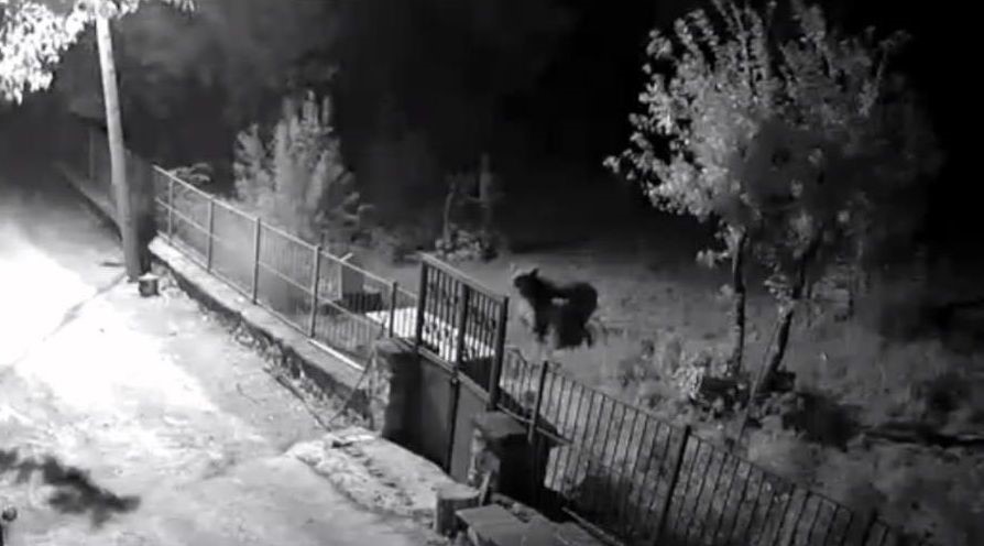 Erzincan’da yerleşim alanlarına inen ayılar vatandaşları tedirgin ediyor