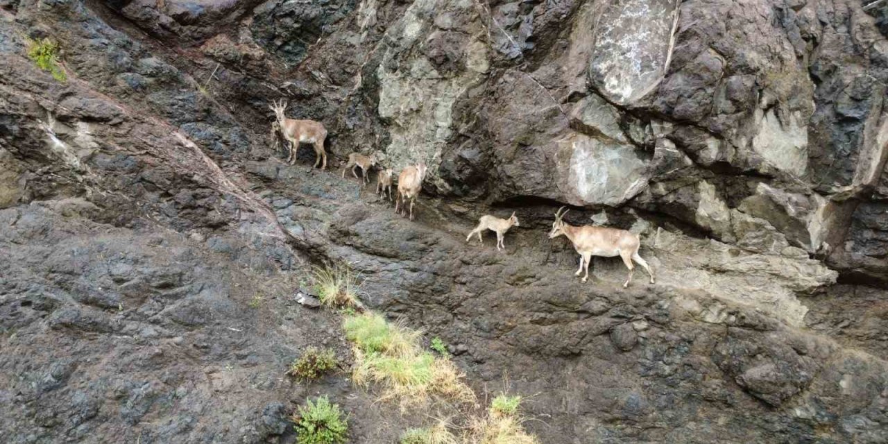 Oltu’da yaban keçilerinin görsel şöleni