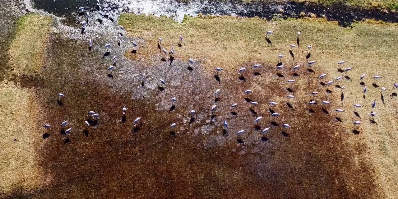 Göç eden turnalar Erzurum’da objektiflere yansıdı