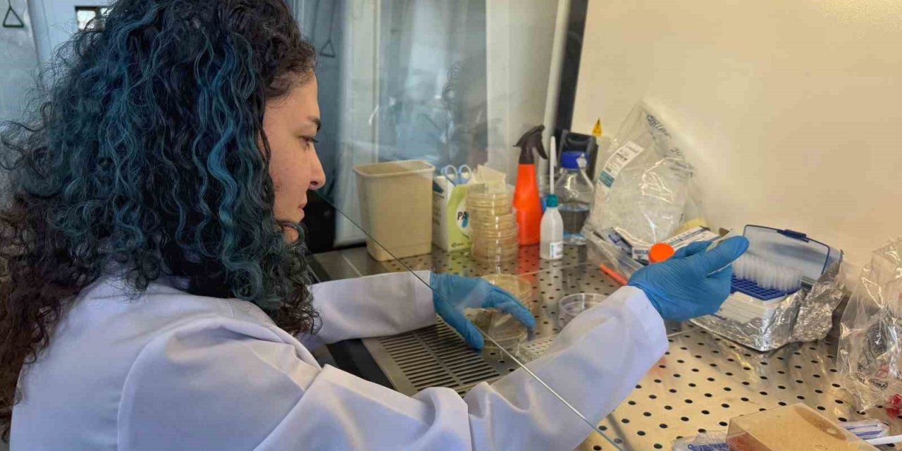 Diyabet yaralarına çözüm olacak bor destekli proje