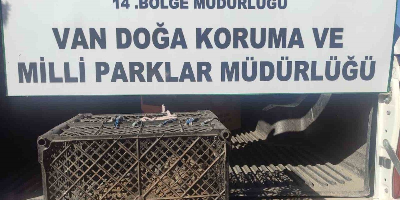 Van’da kafes avcılığı yapan şahsa 53 bin lira cezai işlem uygulanacak