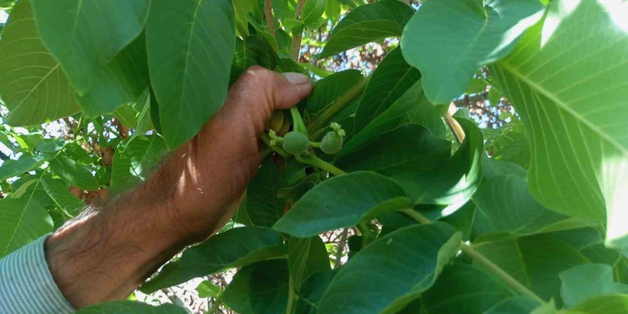 Malatya’da mevsim dışında meyve veren ceviz ağaçları şaşırttı