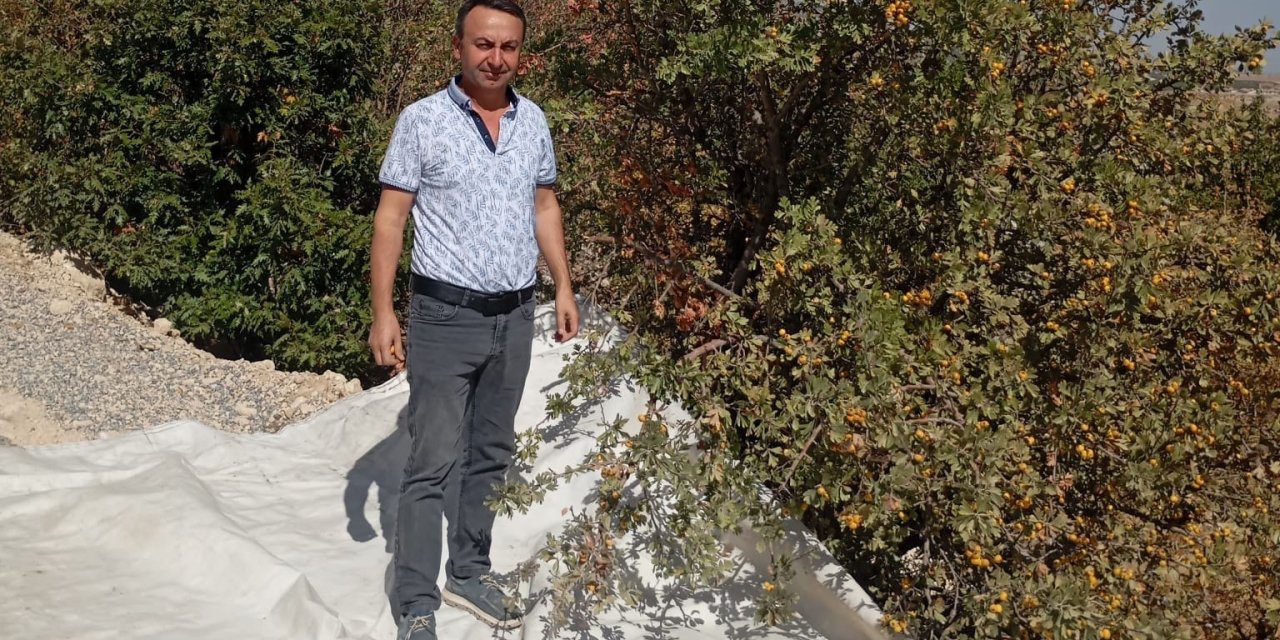 Malatya’da şifa deposu alıçta hasat devam ediyor