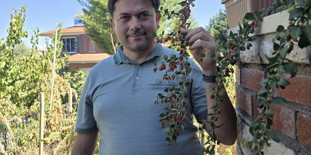 Van’da görevli doktor tropik meyve yetiştirdi