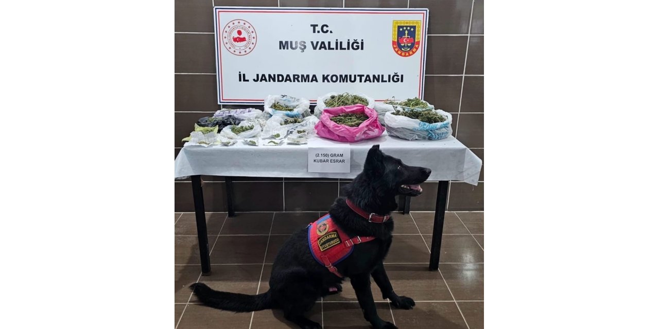 Muş’ta uyuşturucu operasyonu: 1 gözaltı