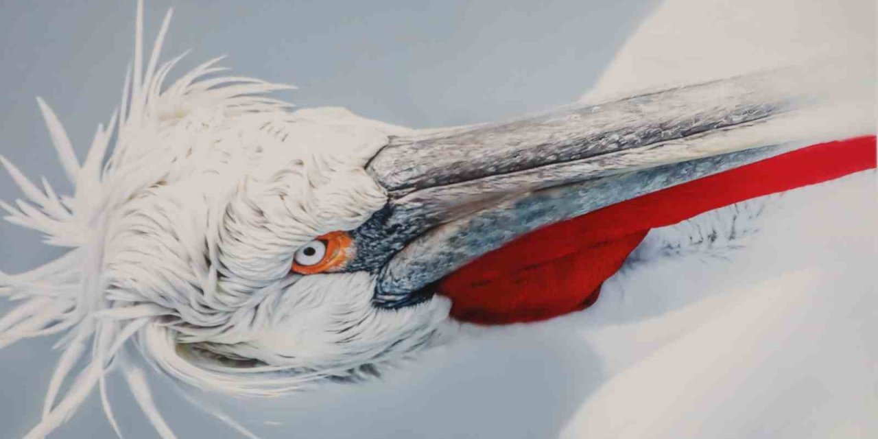 Malatya’da ‘Kuşların Dünyası’ sergisi yoğun ilgi gördü