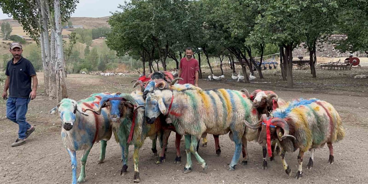 Kars’ta asırlık "koç katım" geleneği renkli görüntülere sahne oldu