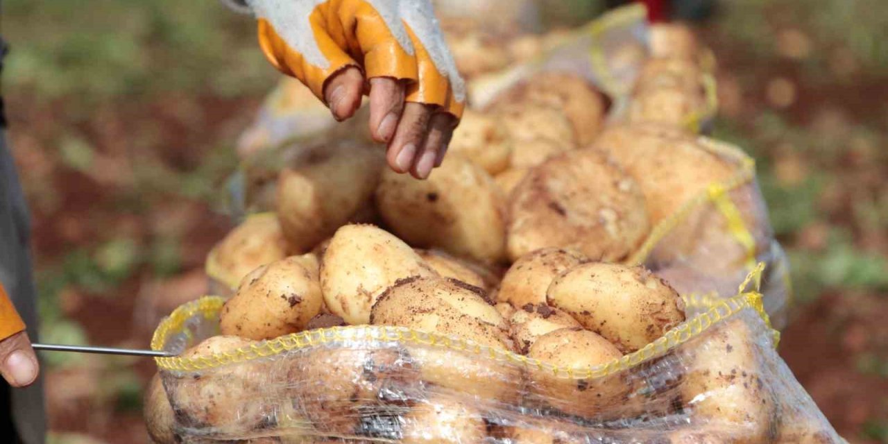 Erzincan’da patates hasadı başladı