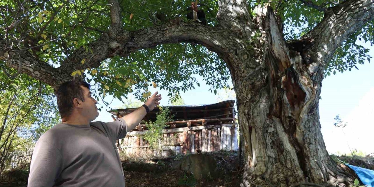 620 yıllık ceviz ağacında hasat