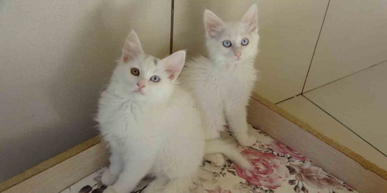 Van kedileri için ‘kırmızı alarm’ kaldırıldı