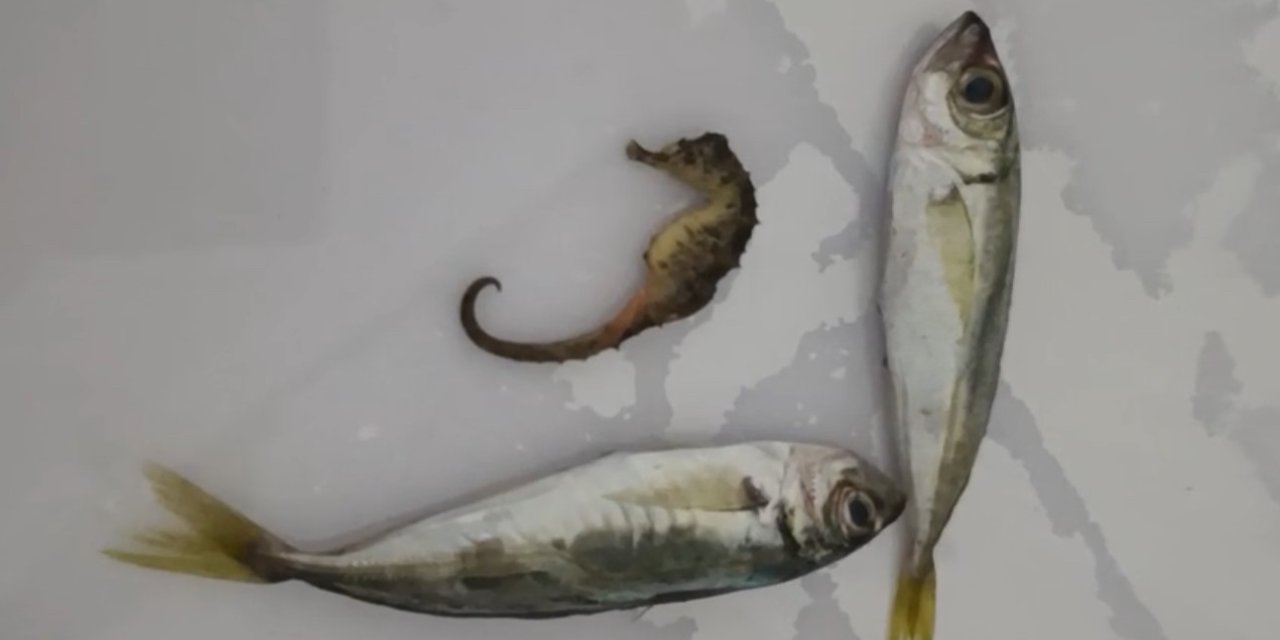 Yüksekova’da ilginç olay: Balıkların arasından denizatı çıktı