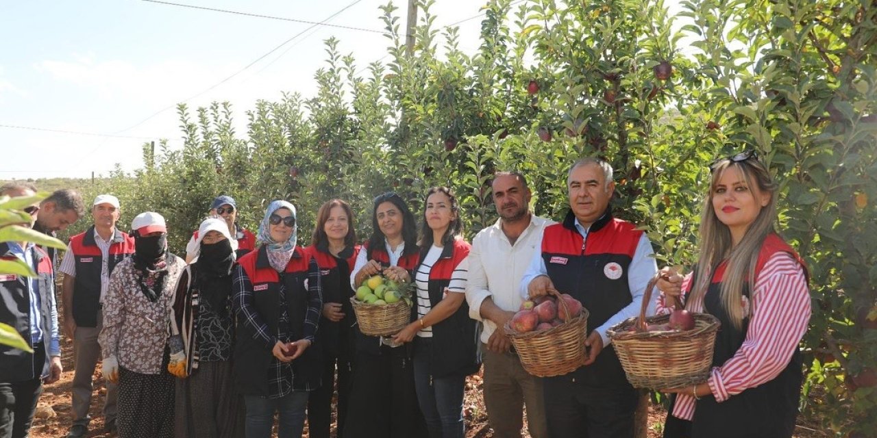 Elazığ’da elma hasadı