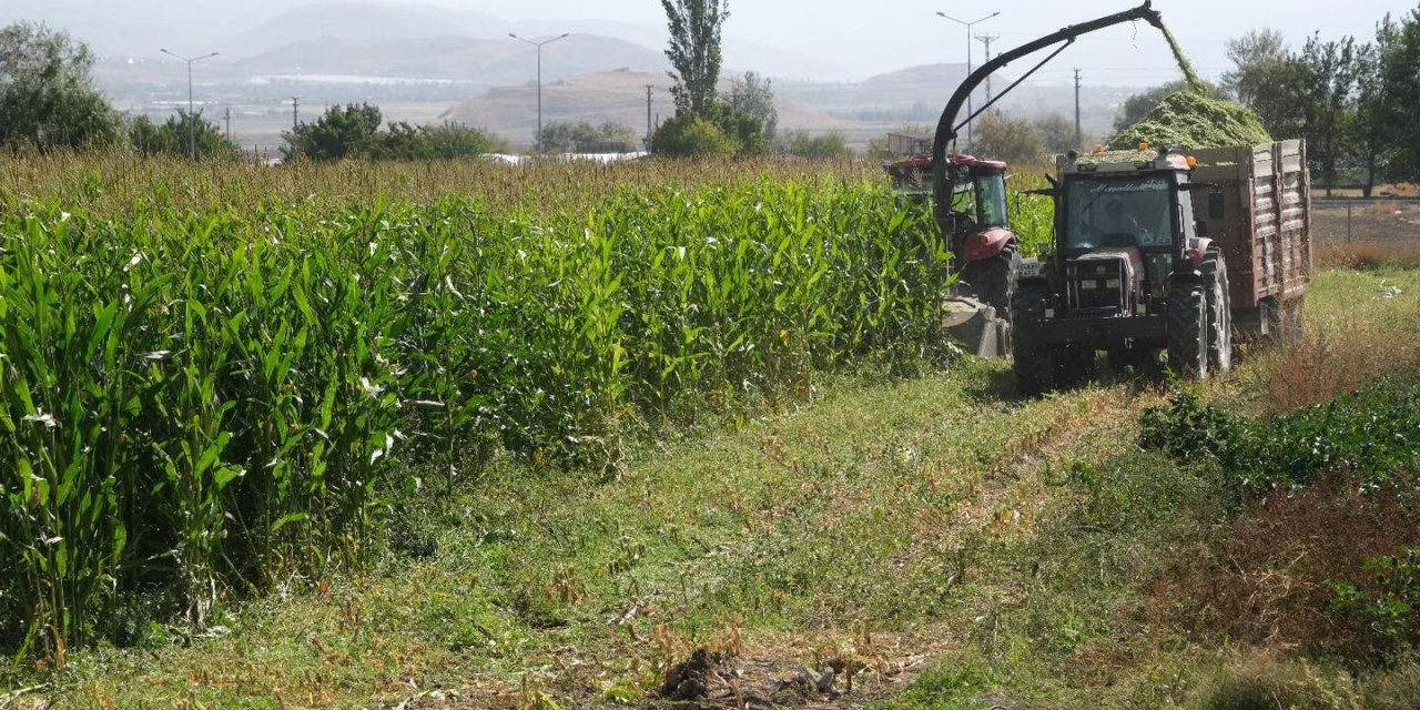 98 dönüm alana ekilen silajlık mısırların hasadı yapıldı