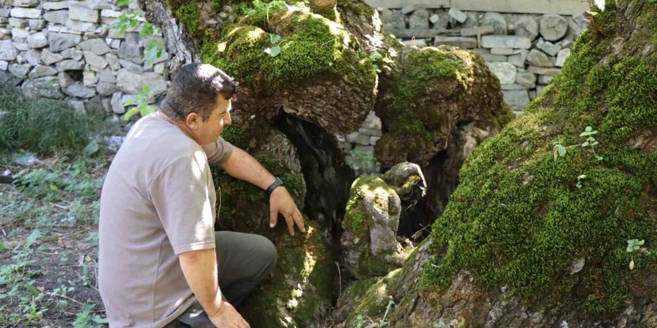 300 yıllık dut ağacında dikkat çeken detay