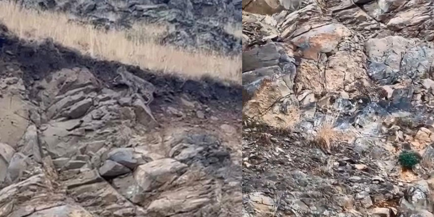 Kars’ta ormanların hayaleti vaşak kameraya yansıdı