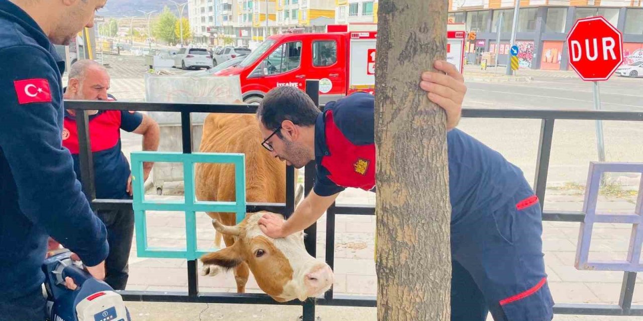 Bingöl’de demir korkuluklara sıkışan inek kurtarıldı