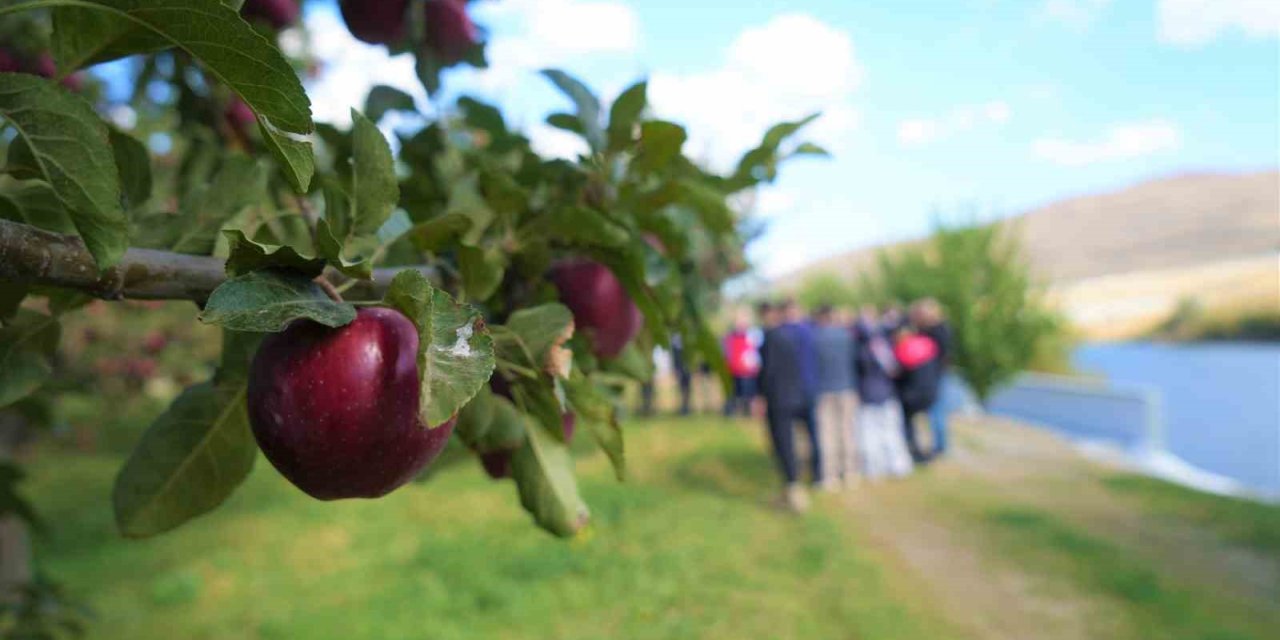 Muş’ta elma hasadından 100 milyon liralık gelir bekleniyor