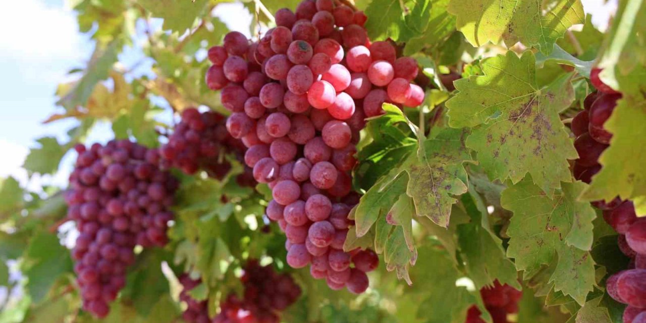 Bağ bozumunda rekor: 4 kilo üzüm salkımı