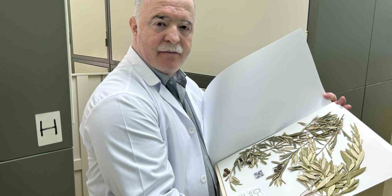 Zeytin ağacından gelen delil: Nuh’un Gemisi Cudi Dağı’nda