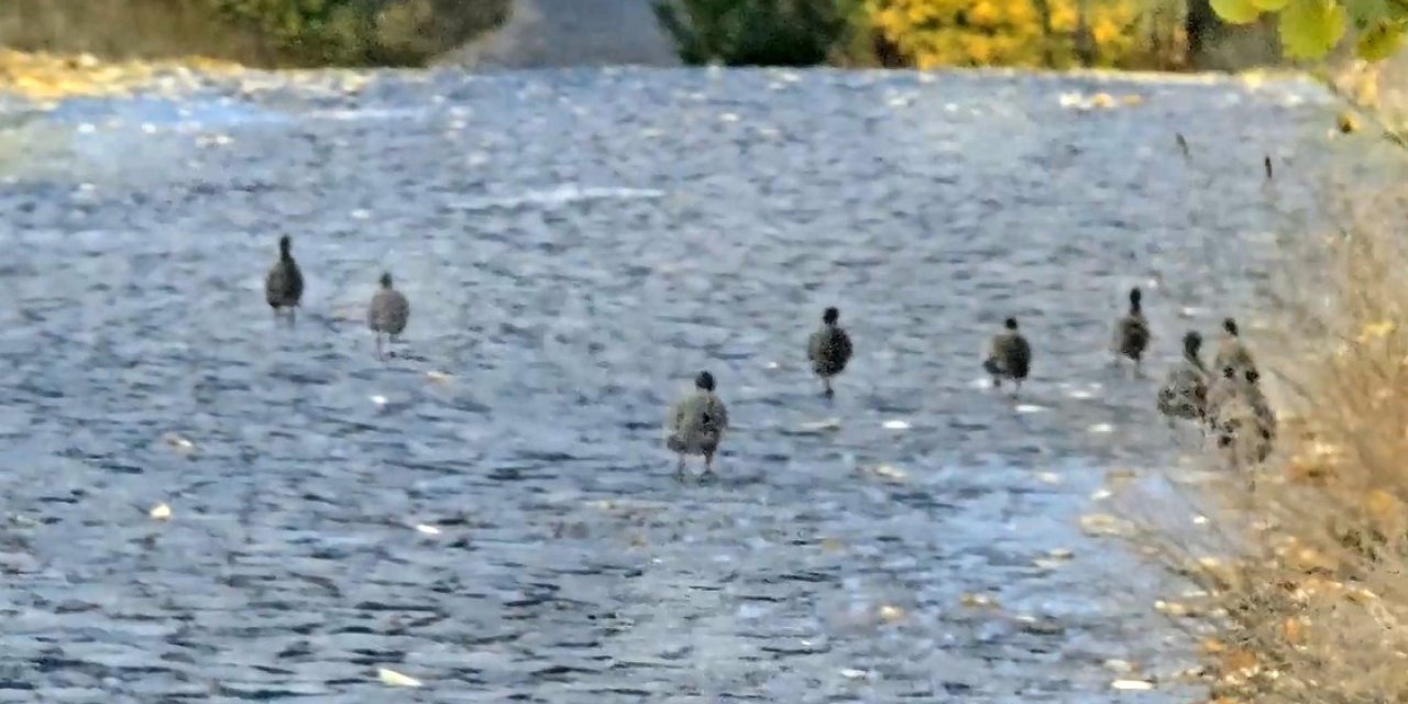 Nemrut Kalderası’nda çil keklik sürüsü görüntülendi