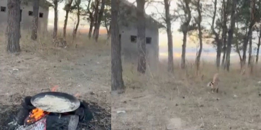 Kars’ta tilkiler yerleşim yerlerinde cirit atıyor