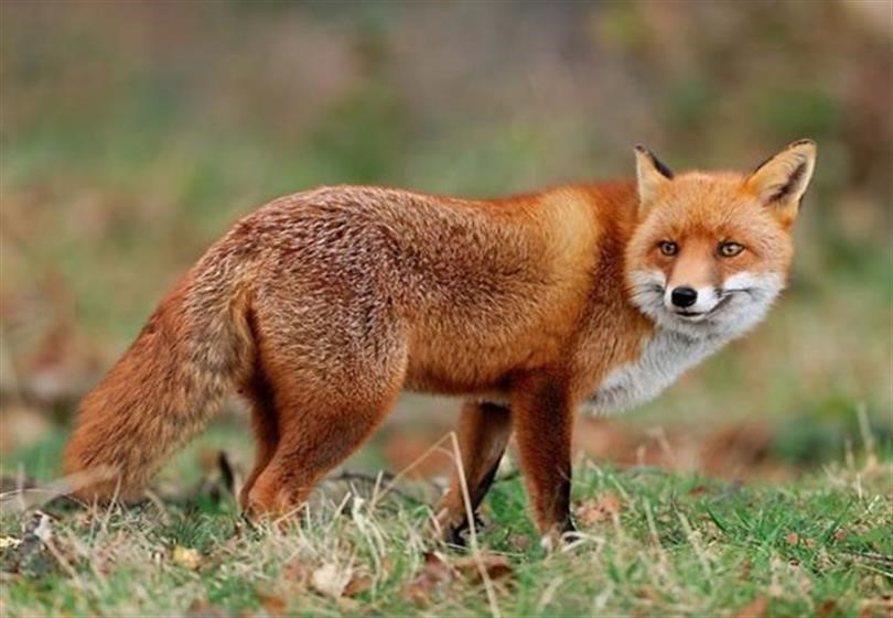 Malatya’da yaban hayvanları havadan aşılanacak