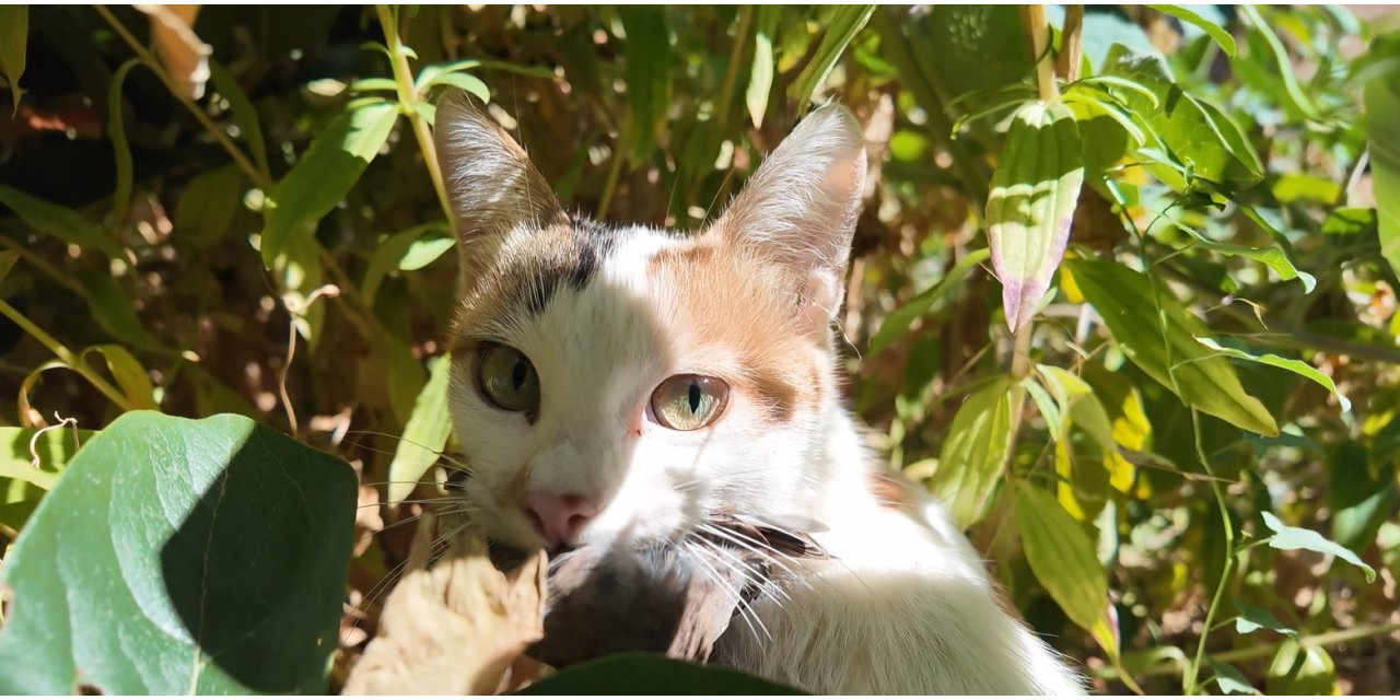 Yakaladığı serçeyi yavrusuna götürüp besledi