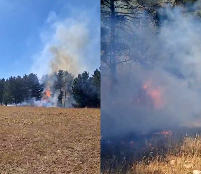 Sarıkamış ormanlarında örtü yangını