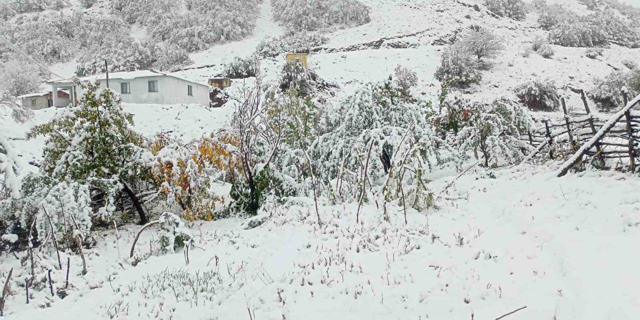 Hasadı yapılmayan ceviz kar altında kaldı