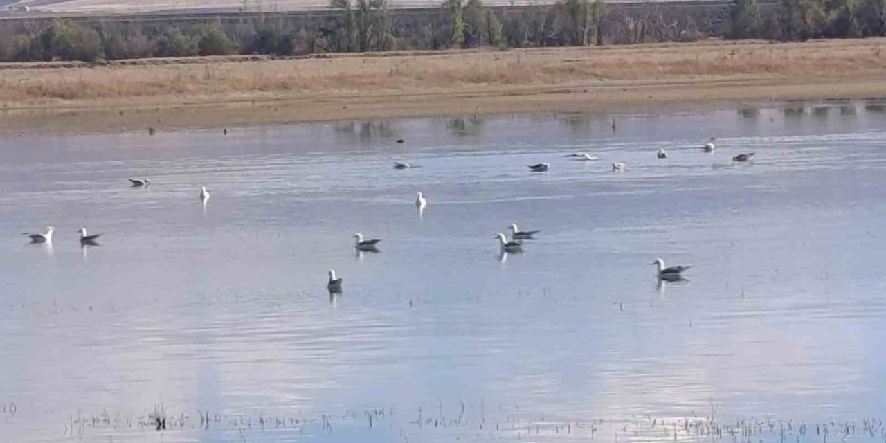Kars’ta sulak alanlar yaban kuşlarını ağırlıyor