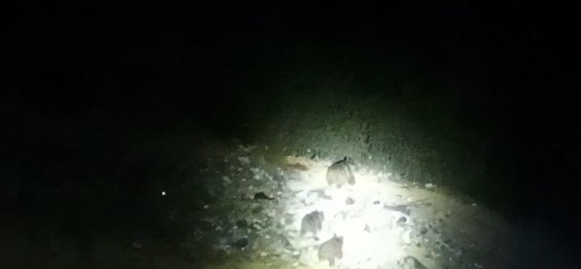 Çukurca yoluna inen ayı ailesi görüntülendi