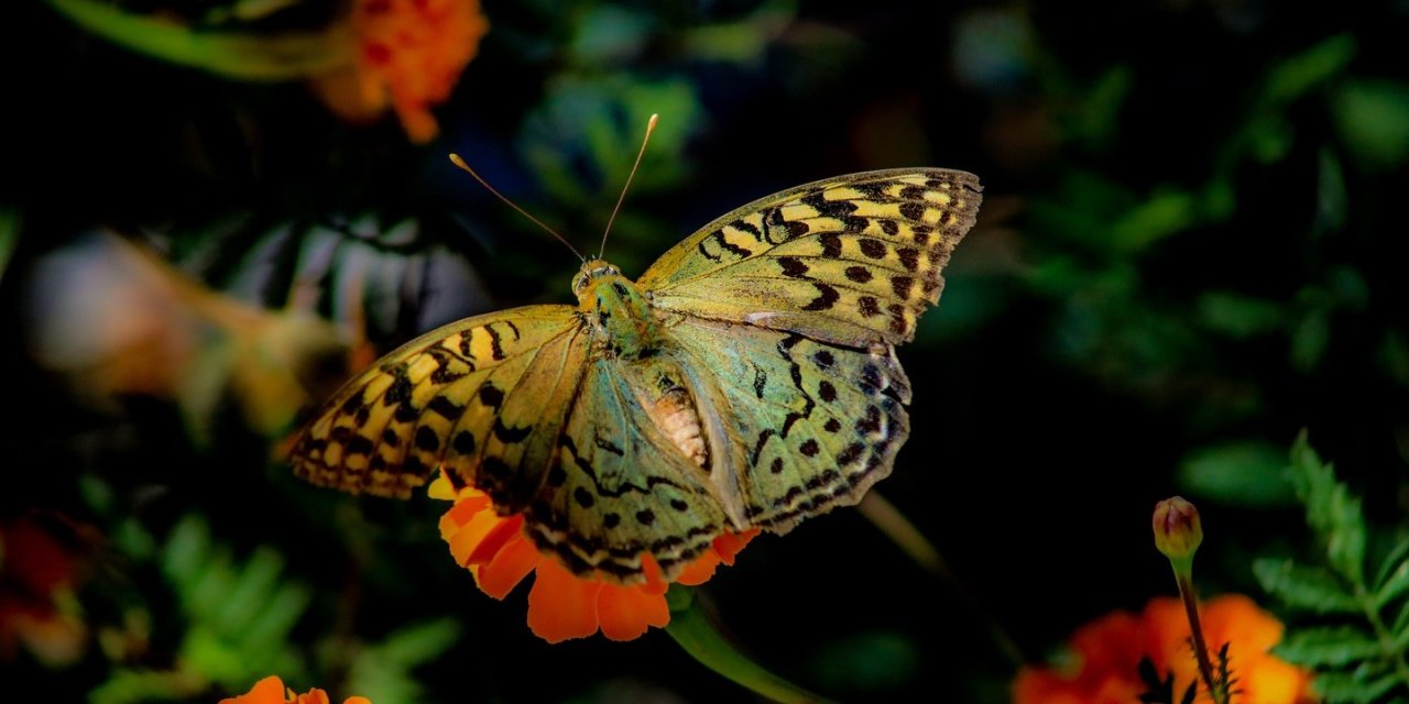Elazığ’da kelebeklerin çiçeklerle buluşması görsel şölen oluşturdu