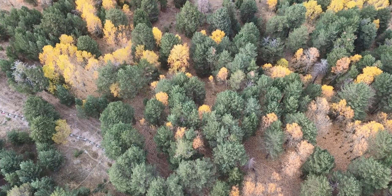 Kars’ta sonbaharda renk cümbüşü yaşanıyor