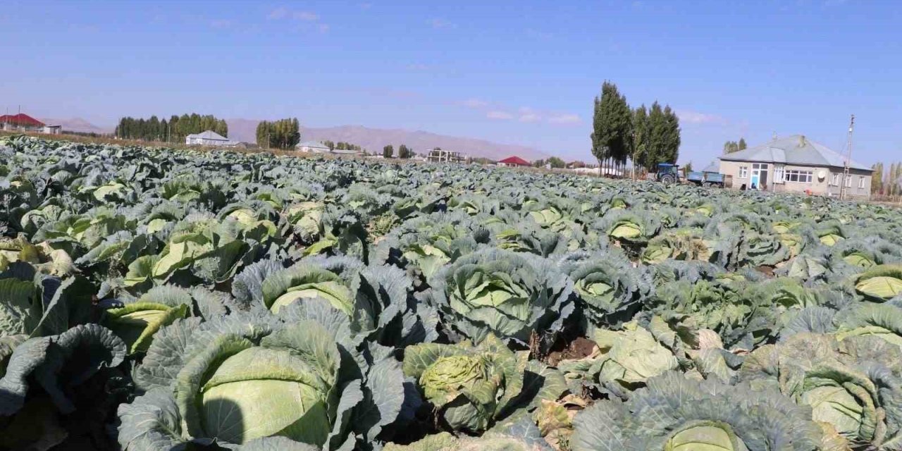 Patnos’ta Lahana hasadı başladı