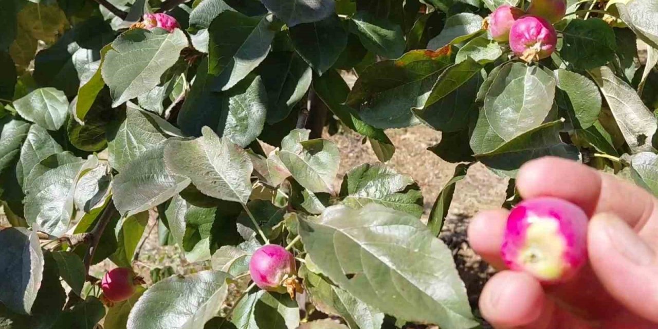 Ekim ayında çiçek açan ağaçlar meyve vermeye başladı