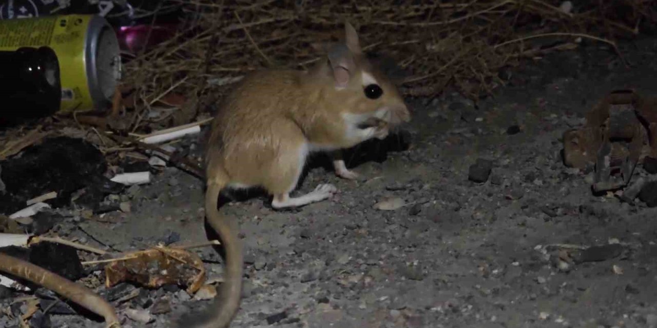 Nesli tükenme tehlikesindeki Arap tavşanı görüntülendi