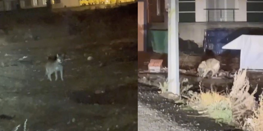 Kars’ın en şaşırtan misafiri: Kurt merkezde gezintiye çıktı