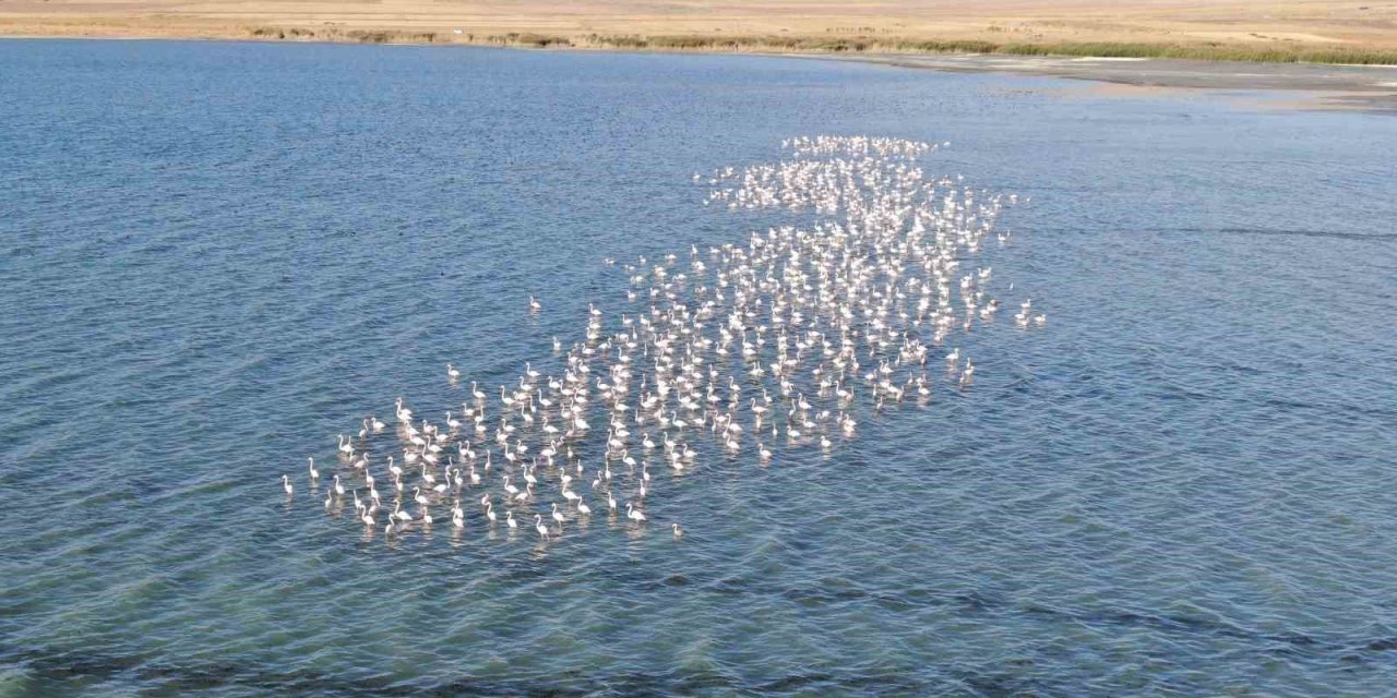Van Gölü havzası flamingolarla renkleniyor