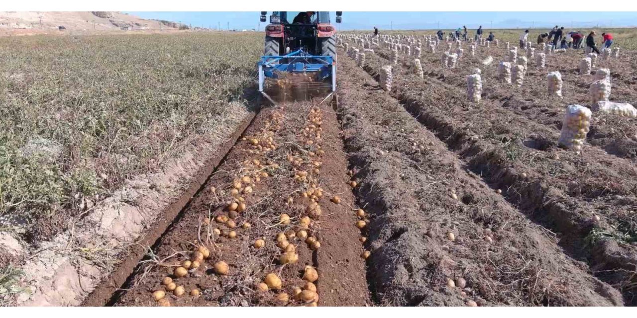 Erciş’te patates hasadı başladı