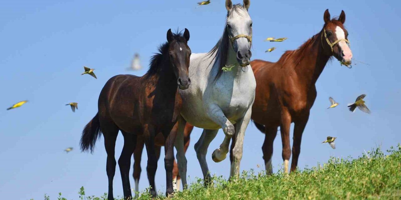 Milyonluk taylar görücüye çıkmaya hazırlanıyor