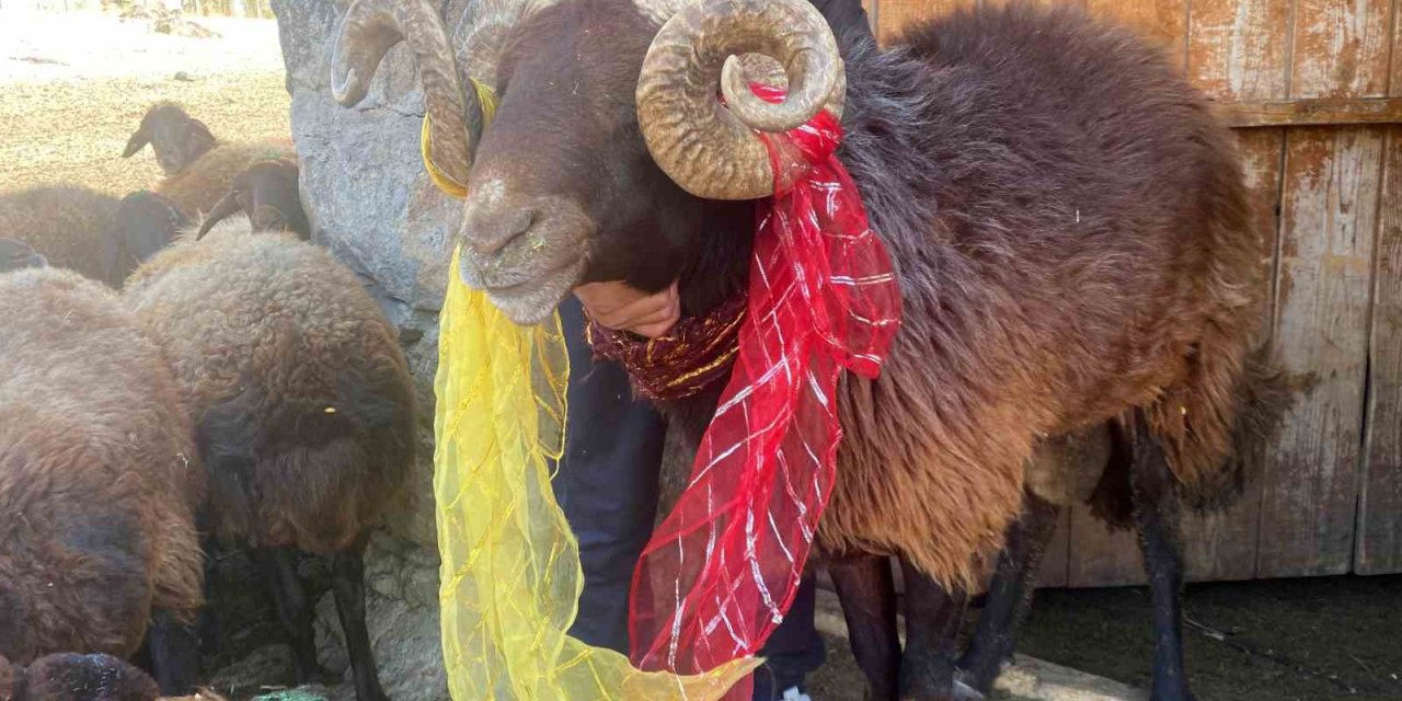 Yüzyıllık "koç katımı" geleneği Ağrı’da yaşatılıyor