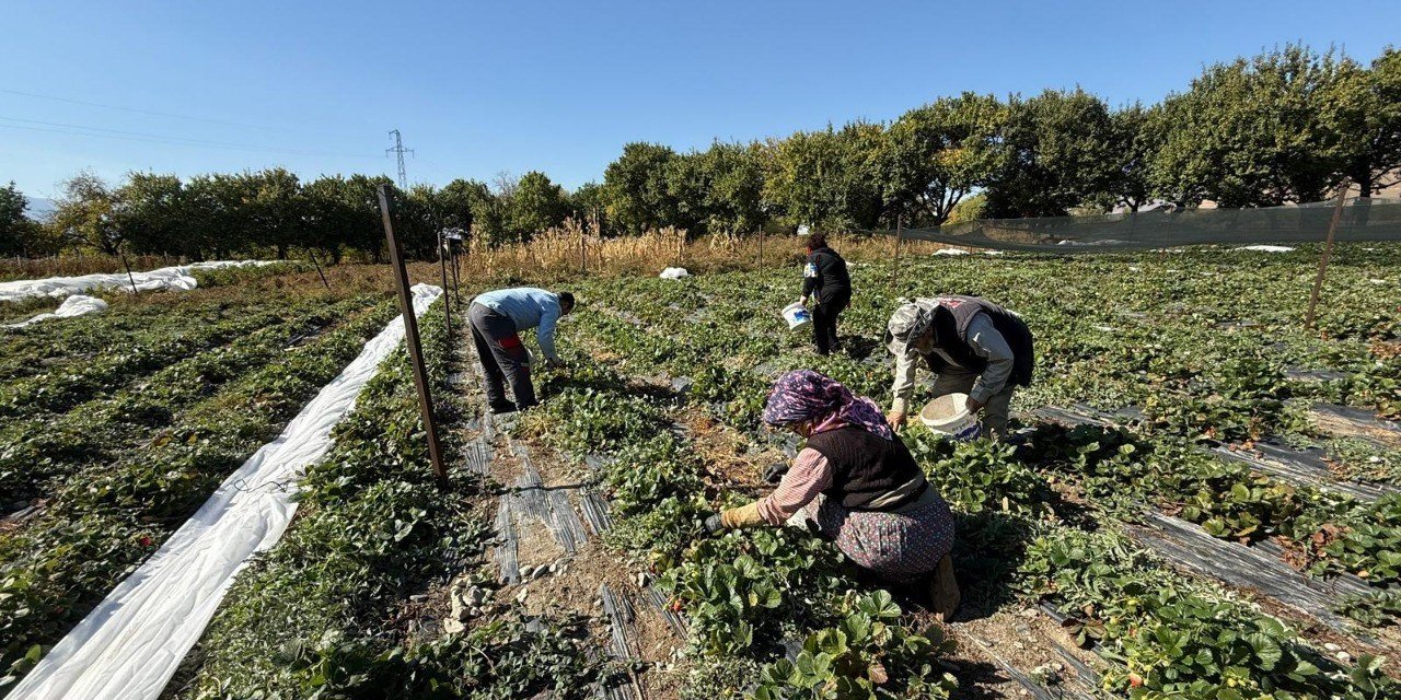 Erzincan’da çilek üretimi yaygınlaşıyor