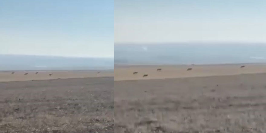 Kars’ta köye inen kurt sürüsü kamerada