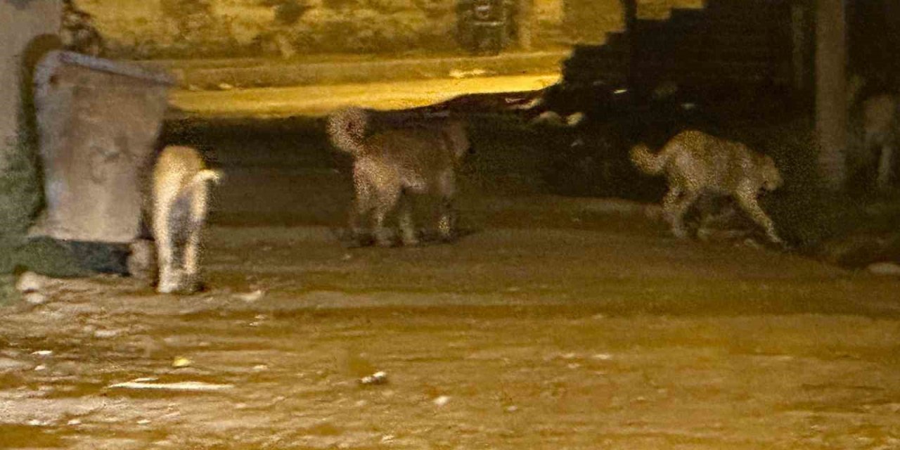 Kağızman’da sokak köpekleri tehlike saçıyor: Vatandaşlar ve veliler tedirgin