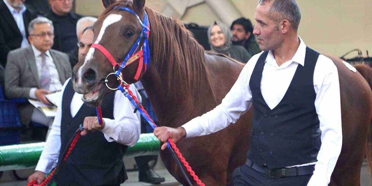 Sultansuyu’nun şampiyon tayları Veliefendi’de rekor fiyatlara satıldı