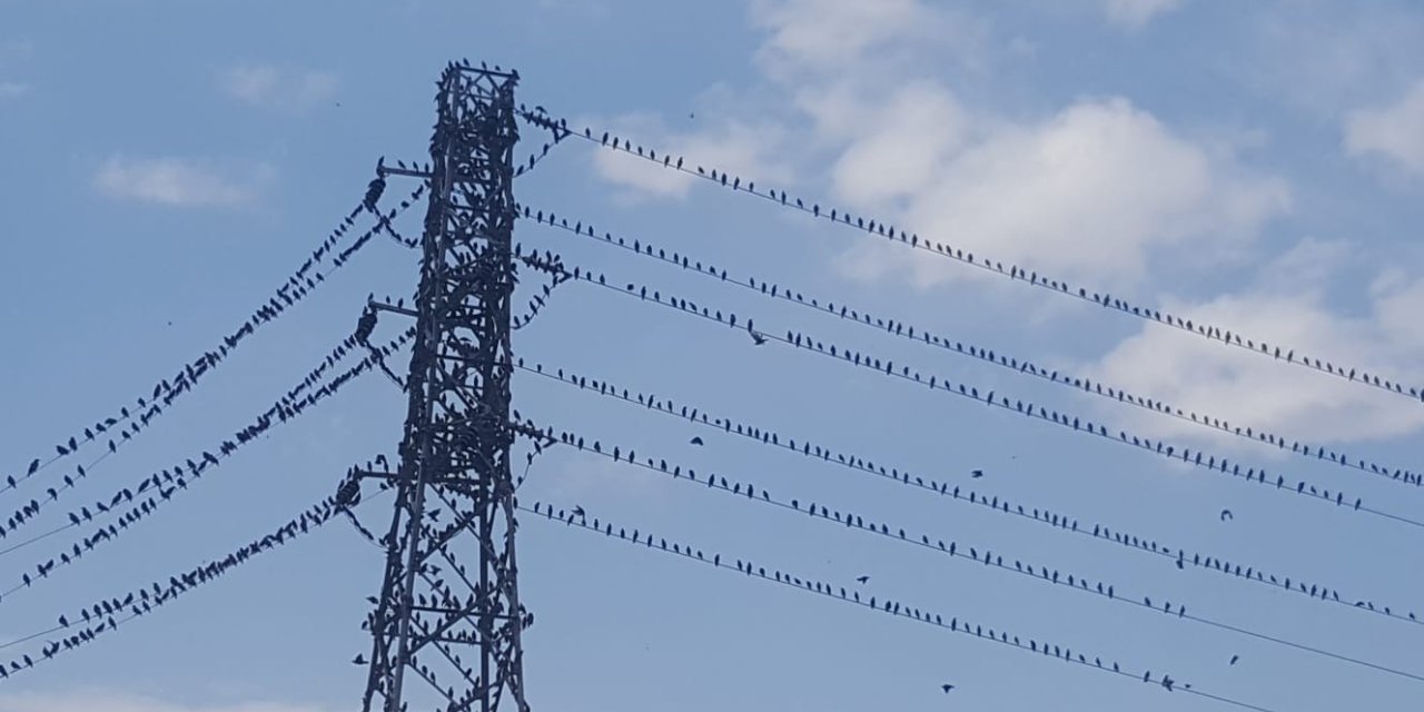 Binlerce kırlangıç telleri doldurdu